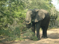 Elephants