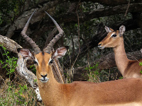 Mkuze Game Reserve