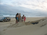 Turtle laying eggs