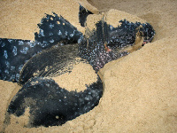 Turtle Laying Eggs