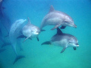 flatcat Accommodation, , Deep Sea Fishing, Diving